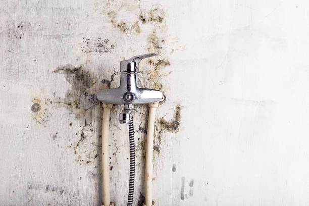 Professional Mold Remediation in Fort Pierce North, FL
