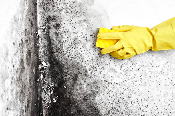 Best Emergency Mold Remediation in Fort Pierce North, FL