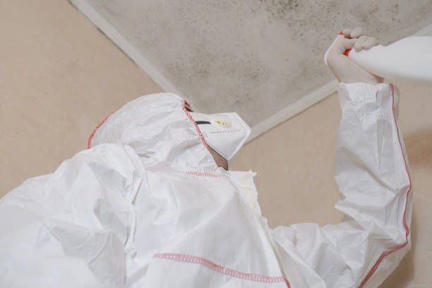 Best Attic Mold Remediation in Fort Pierce North, FL