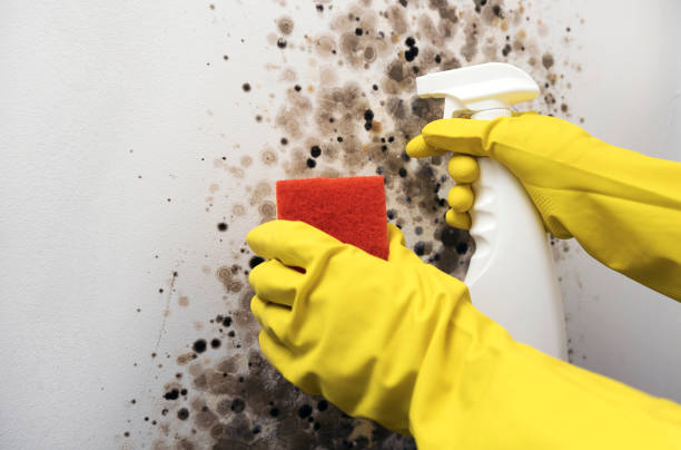 Best DIY Mold Remediation Support Services in Fort Pierce North, FL
